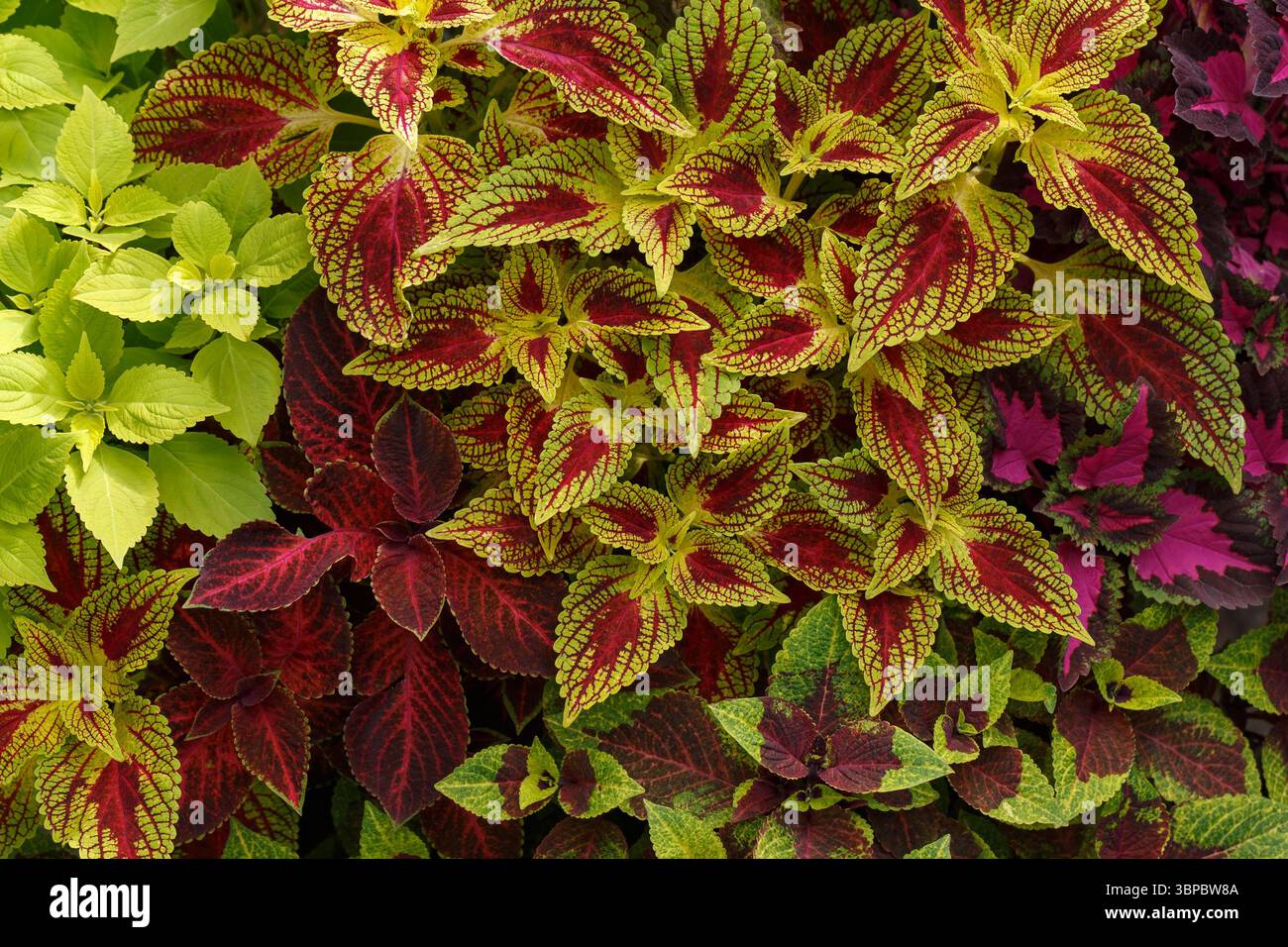 Sfondo vegetale naturale brillante di foglie di coleus multicolore. Foto Stock