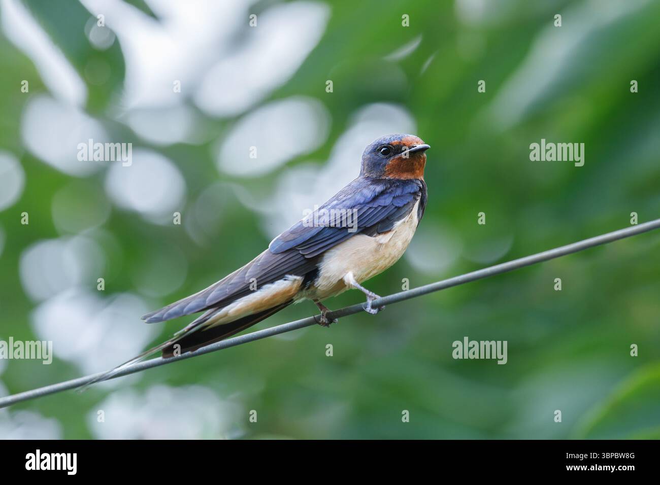 Fienile ingoiato seduto su un filo. Primo piano su sfondo verde chiaro Foto Stock