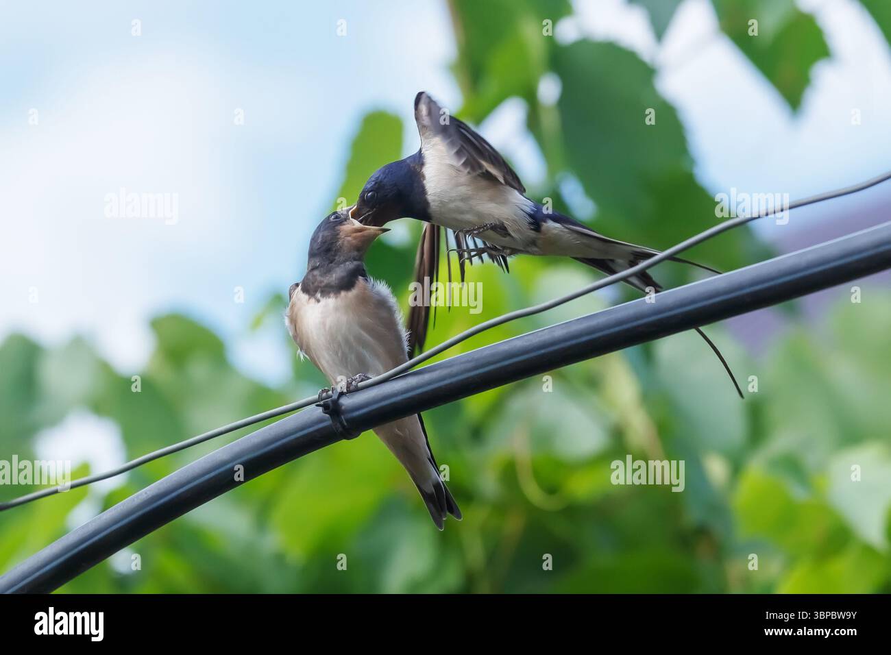 Un fienile inghiottisce il suo pulcino, che è seduto su un filo. Foto Stock