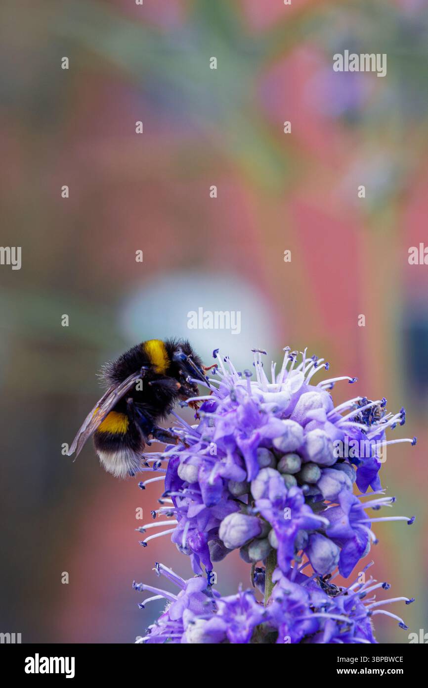 Primo piano di un Bombus Terrestris bumblebee che si nutre di un fiore viola. Foto Stock Primo piano di un Bombus Terrestris bumblebee che si nutre di un fiore viola. Foto Stock