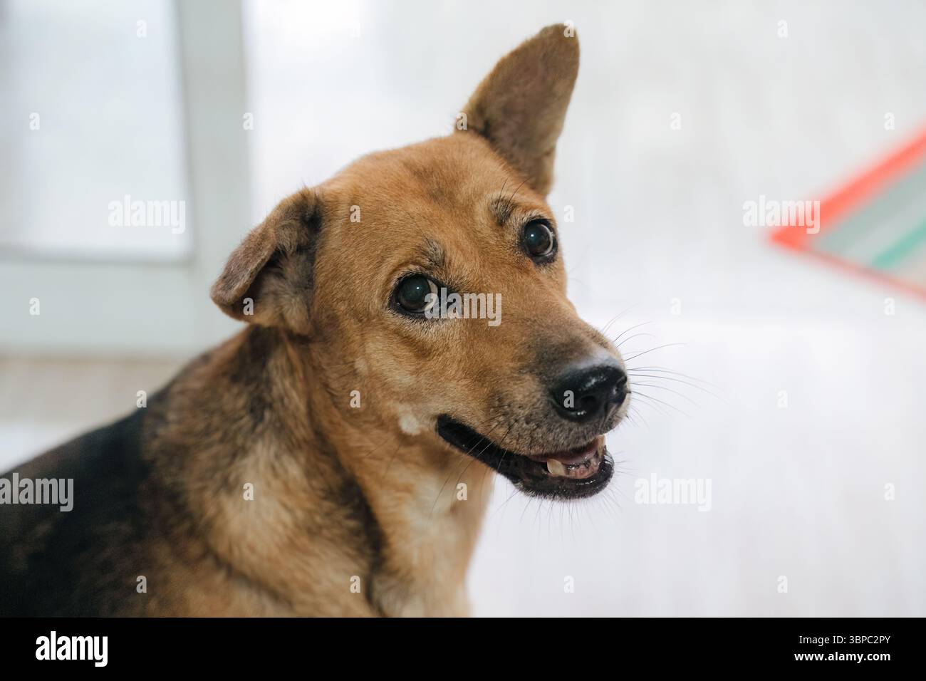 Ritratto ravvicinato un cane di pelliccia marrone di razza mista che sembra felice e vive in casa Foto Stock