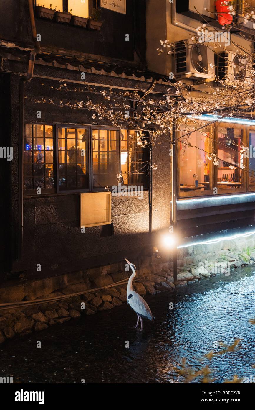 Solo l'airone grigio sorge nel canale illuminato in attesa di cibo dalla finestra di legno della tradizionale casa giapponese e dalla fioritura dei ciliegi di notte a Kyot Foto Stock