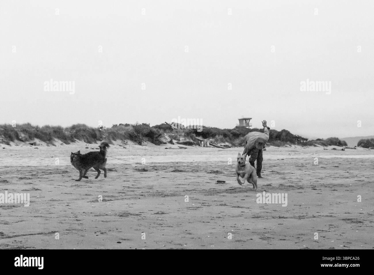 Rockaway Beach, Oregon, USA - 28 luglio 2018: Una persona ondeggia mentre un cane corre sulla spiaggia, mentre un altro cane cammina nelle vicinanze. Si stanno godendo una giornata fuori. Foto Stock