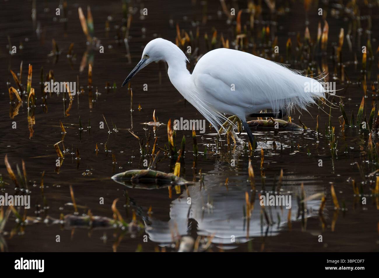 Un piccolo egret (Egretta Garzetta) in un lago in un parco a Kanagawa, in Giappone. Foto Stock