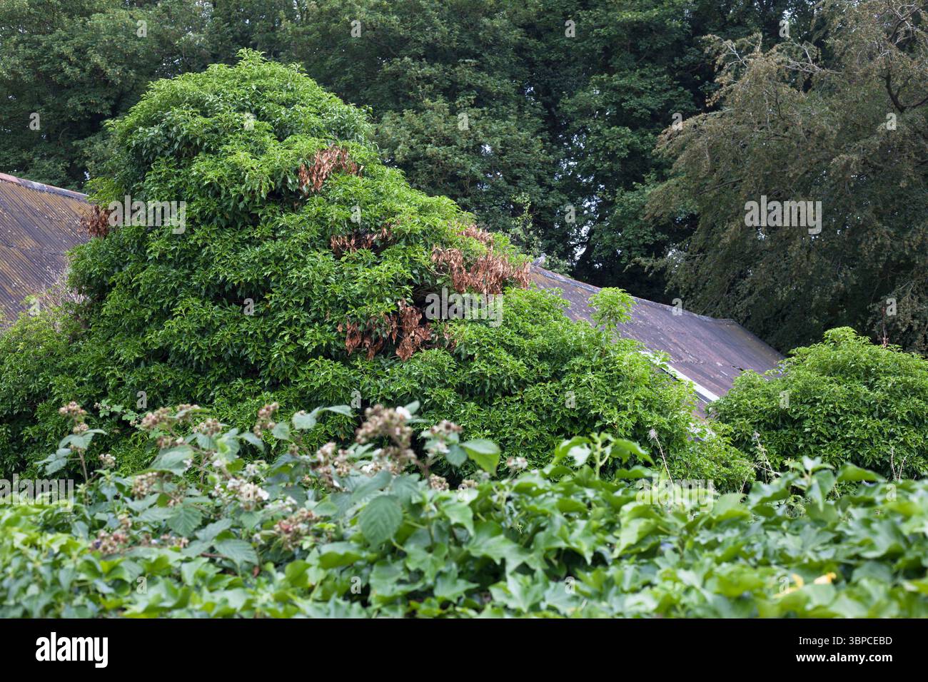 Edificio ricoperto di edera sovracresciuta, ex segheria immobiliare, Hotham East Yorkshire Regno Unito luglio 2025 Foto Stock
