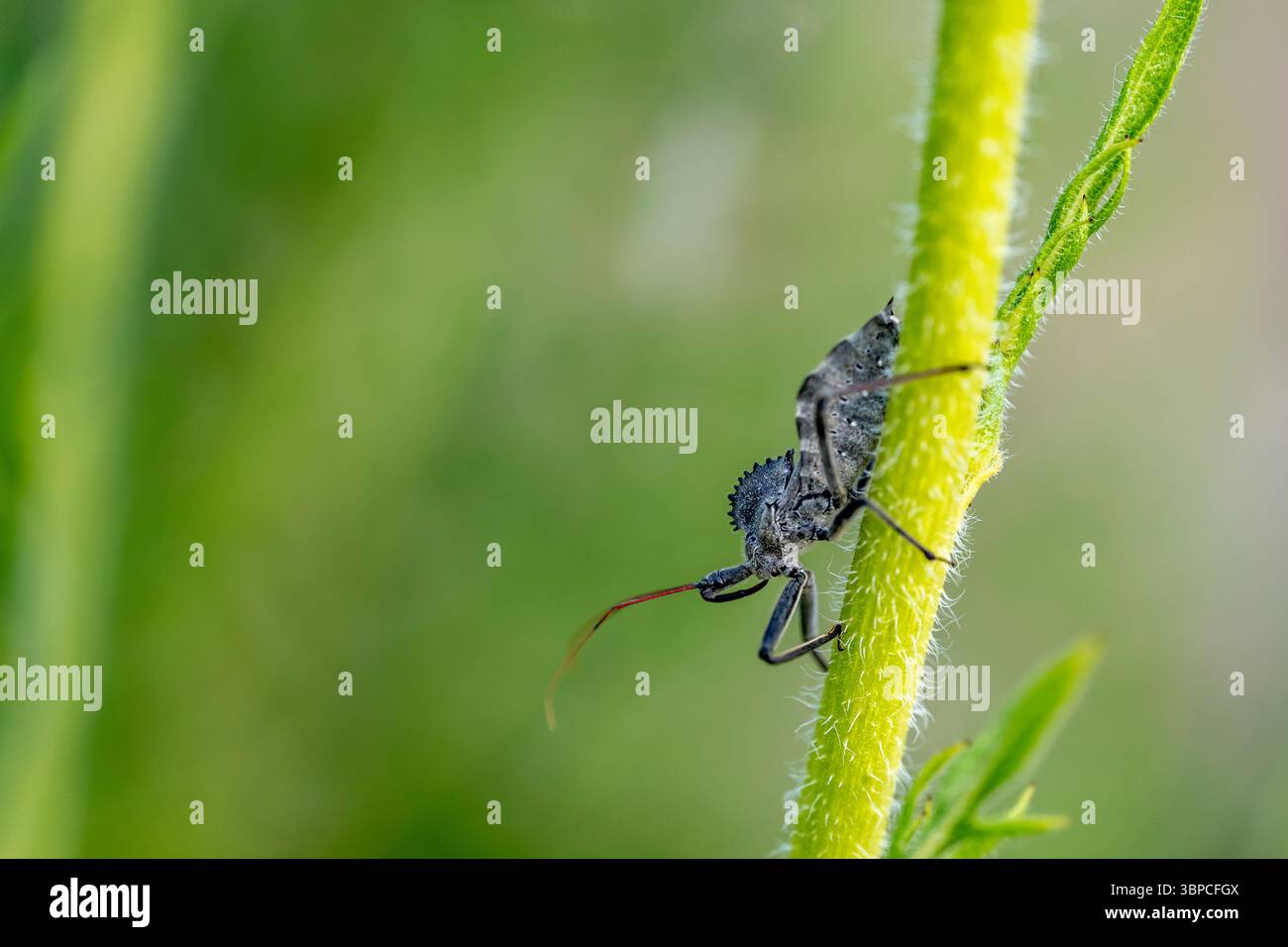 Primo piano di un insetto (Arilus cristatus), un insetto predatorio assassino, che arrampica su un fusto vegetale nell'habitat nativo del Texas. Foto Stock