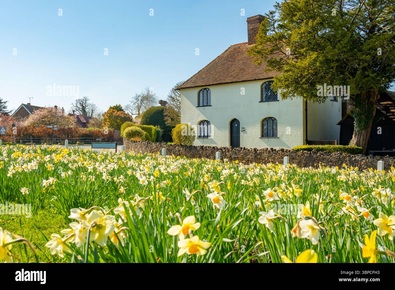 Cottage sulla corsia di Halfpence Cobham Kent, in primavera con Daffodils nel terreno Foto Stock