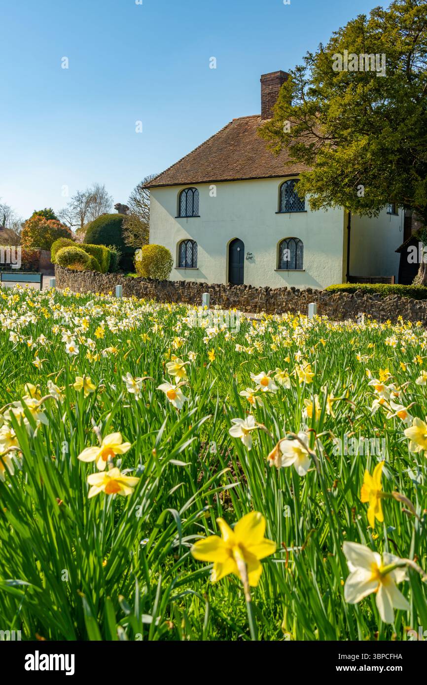 Cottage sulla corsia di Halfpence Cobham Kent, in primavera con Daffodils nel terreno Foto Stock