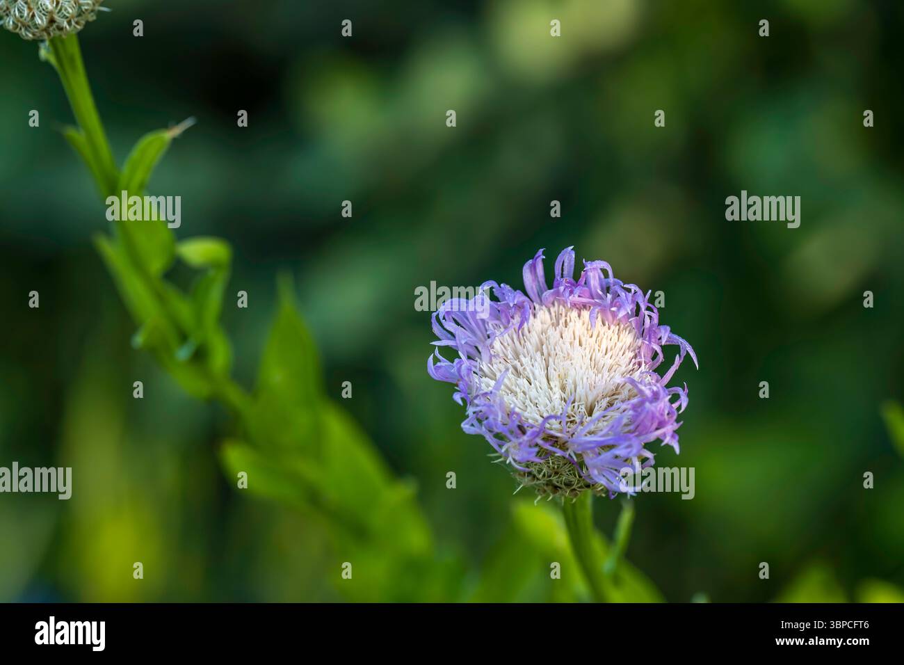 Cardo viola che cattura la luce del mattino Foto Stock