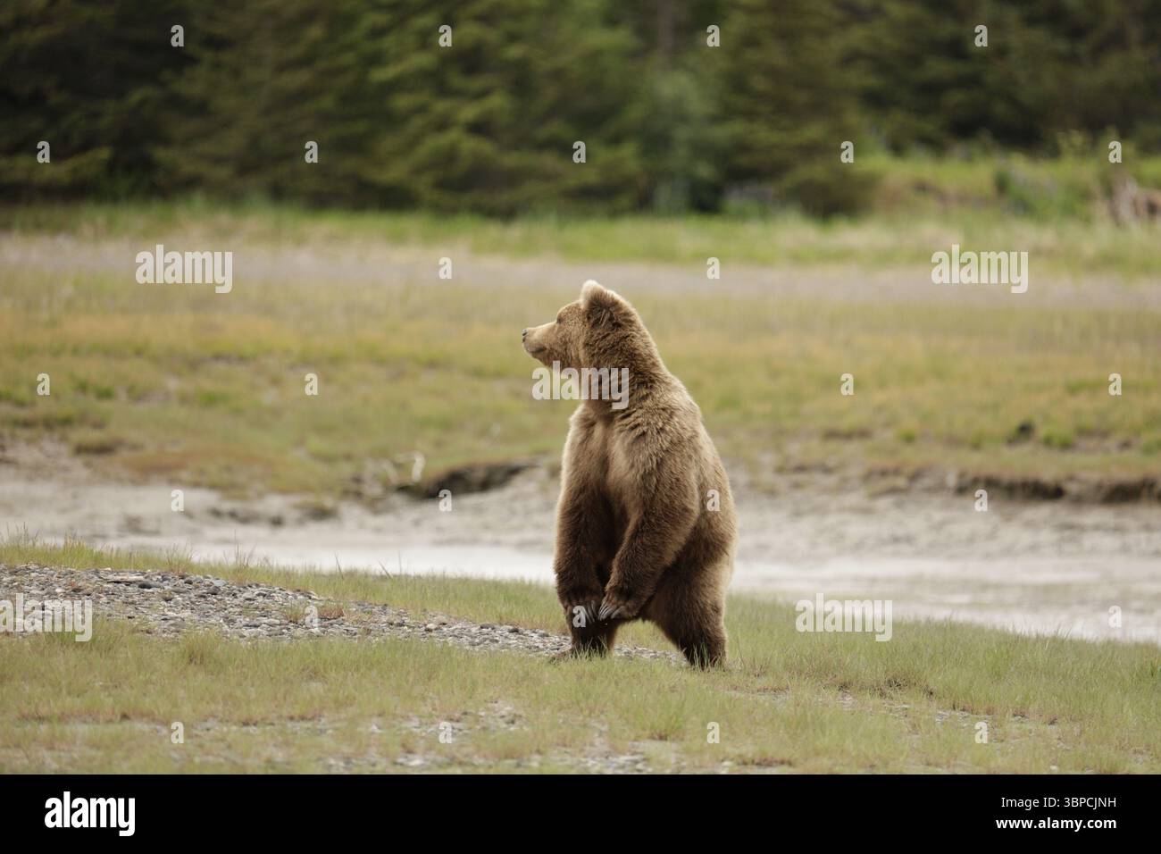 L'orso Brown in piedi, Alaska Foto Stock
