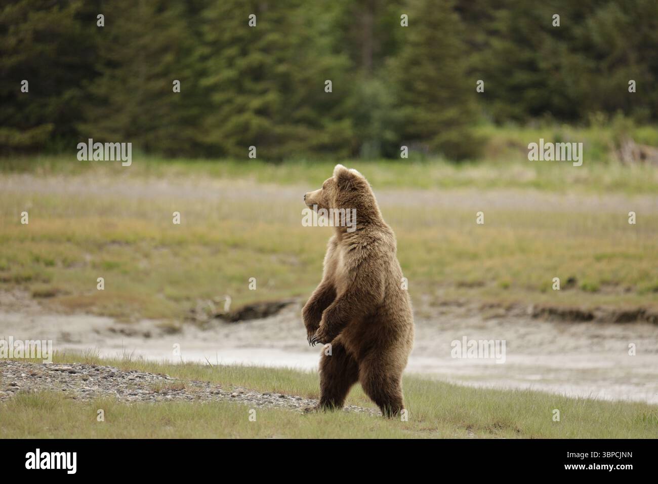 L'orso Brown in piedi, Alaska Foto Stock