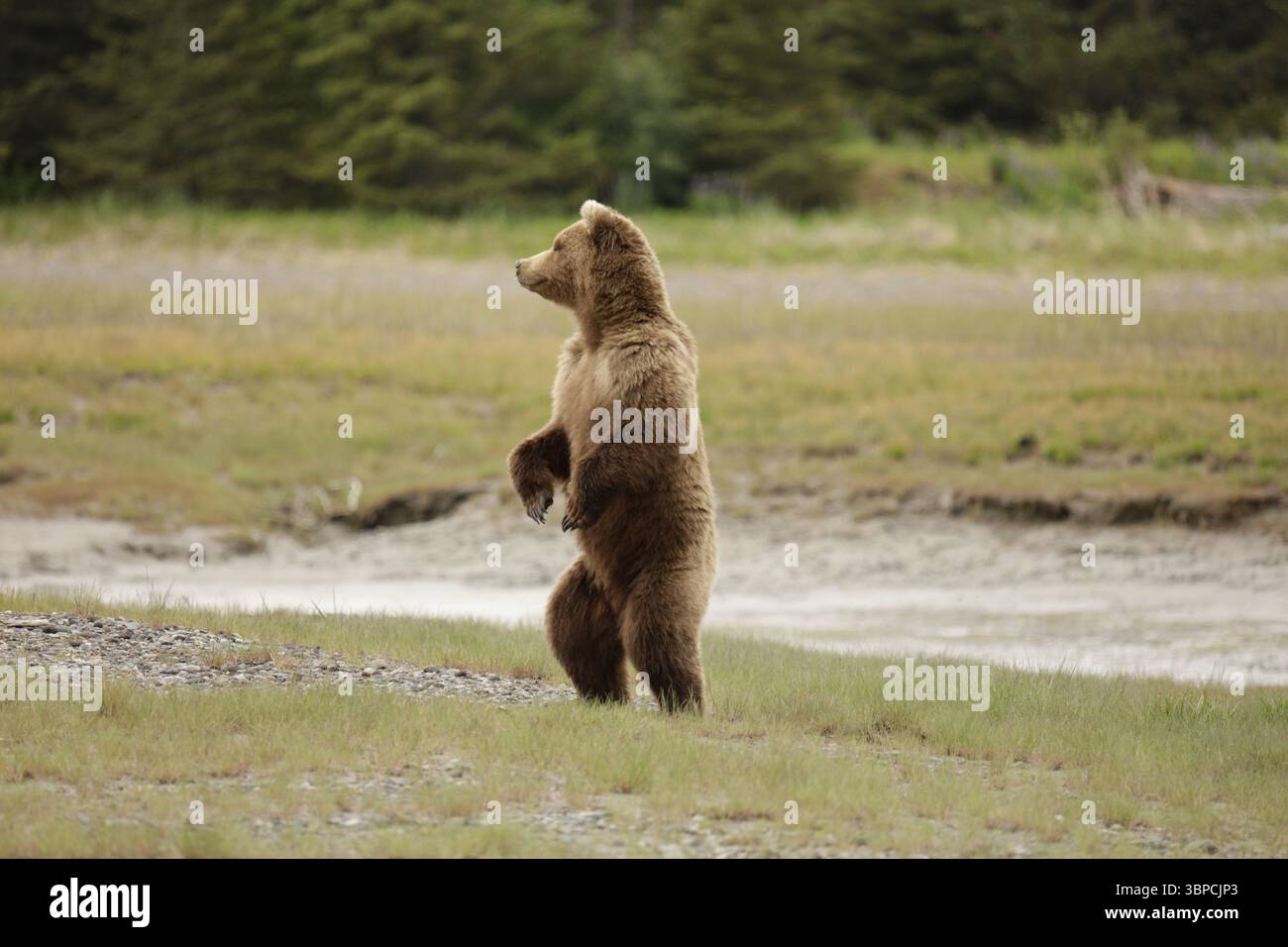 L'orso Brown in piedi, Alaska Foto Stock