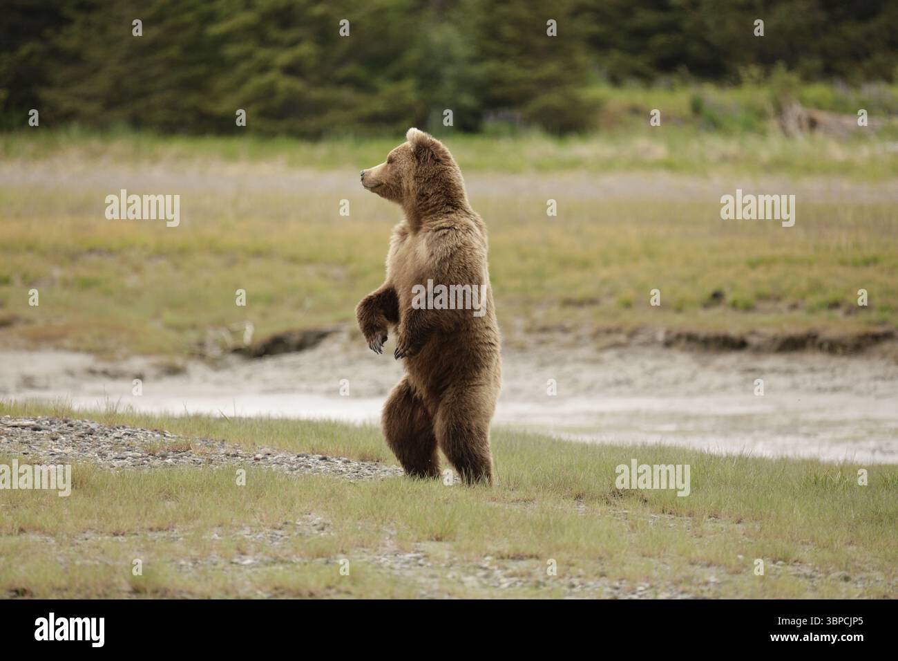 L'orso Brown in piedi, Alaska Foto Stock