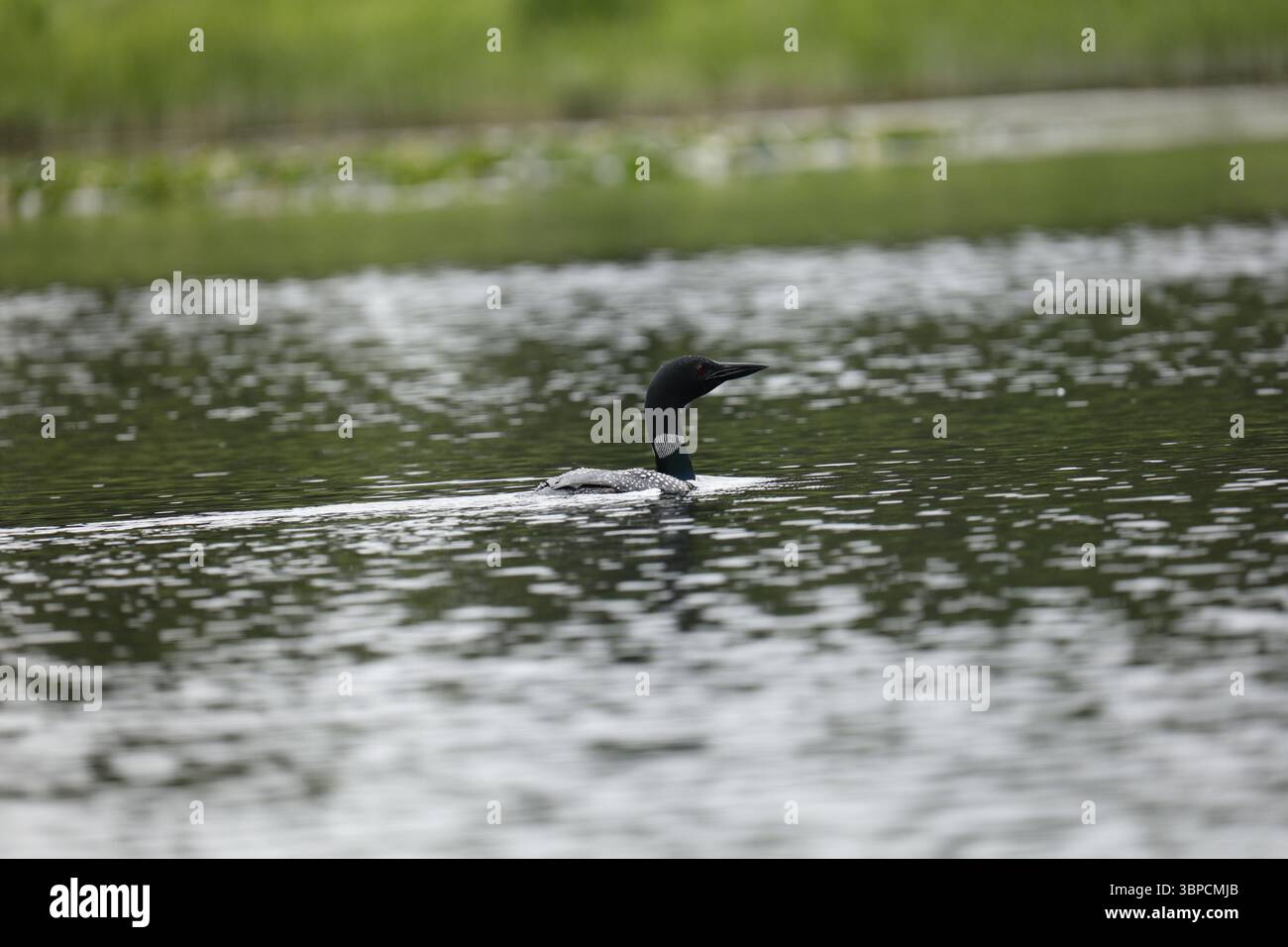 Common Loon Silver Salmon Creek, Alaska Foto Stock