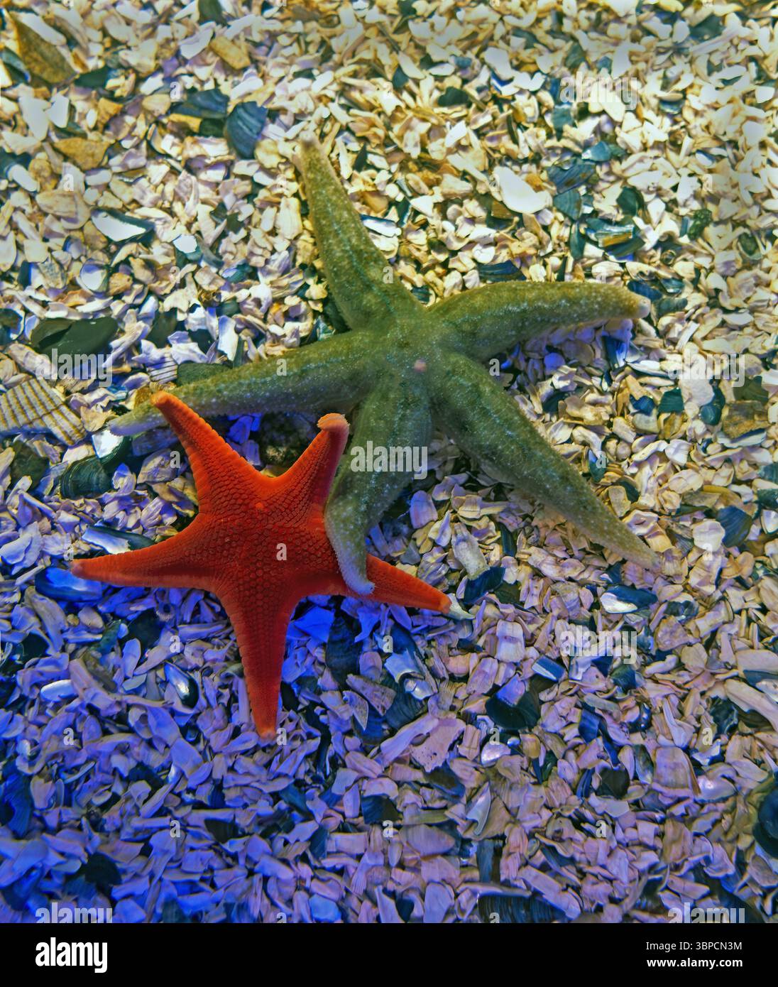 Stelle rosse e verdi Foto Stock