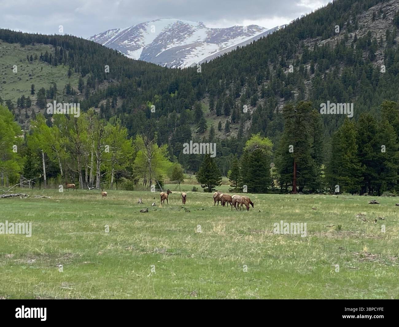 Alci pascolano su una grande distesa di erba con le Montagne Rocciose sullo sfondo nel Parco Nazionale delle Montagne Rocciose - Immagine stock catturata con smartphone