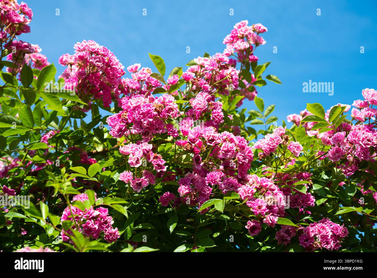 Rosa Wartburg rambler che fiorisce sotto il cielo limpido dell'estate. Fiori vivaci e foglie verdi creano una vivace e colorata scena di giardino in pieno sole Foto Stock