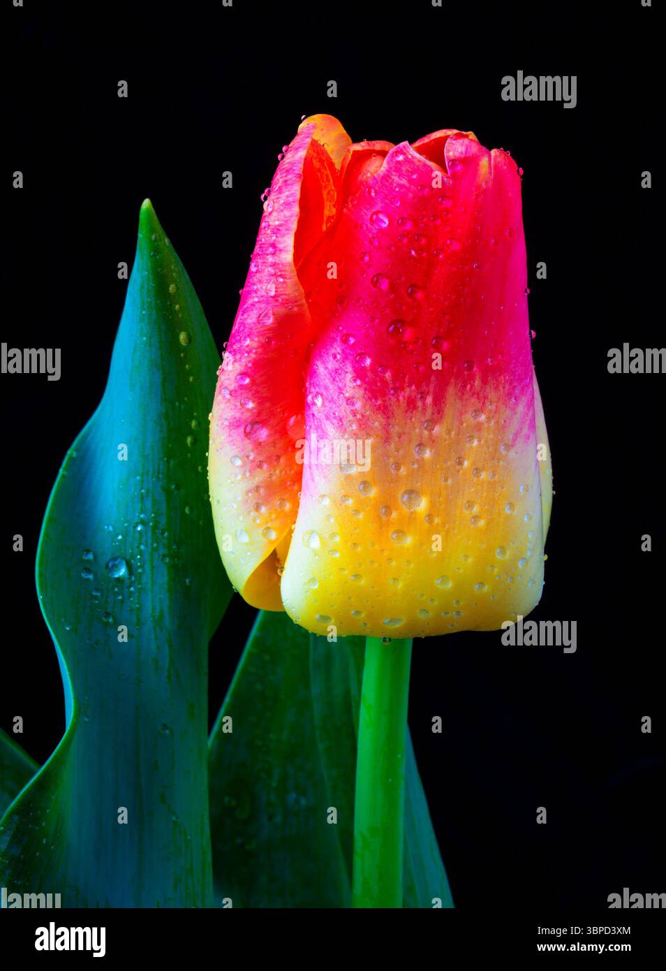 Tulipano Rosso e giallo singolo con rugiada Foto Stock