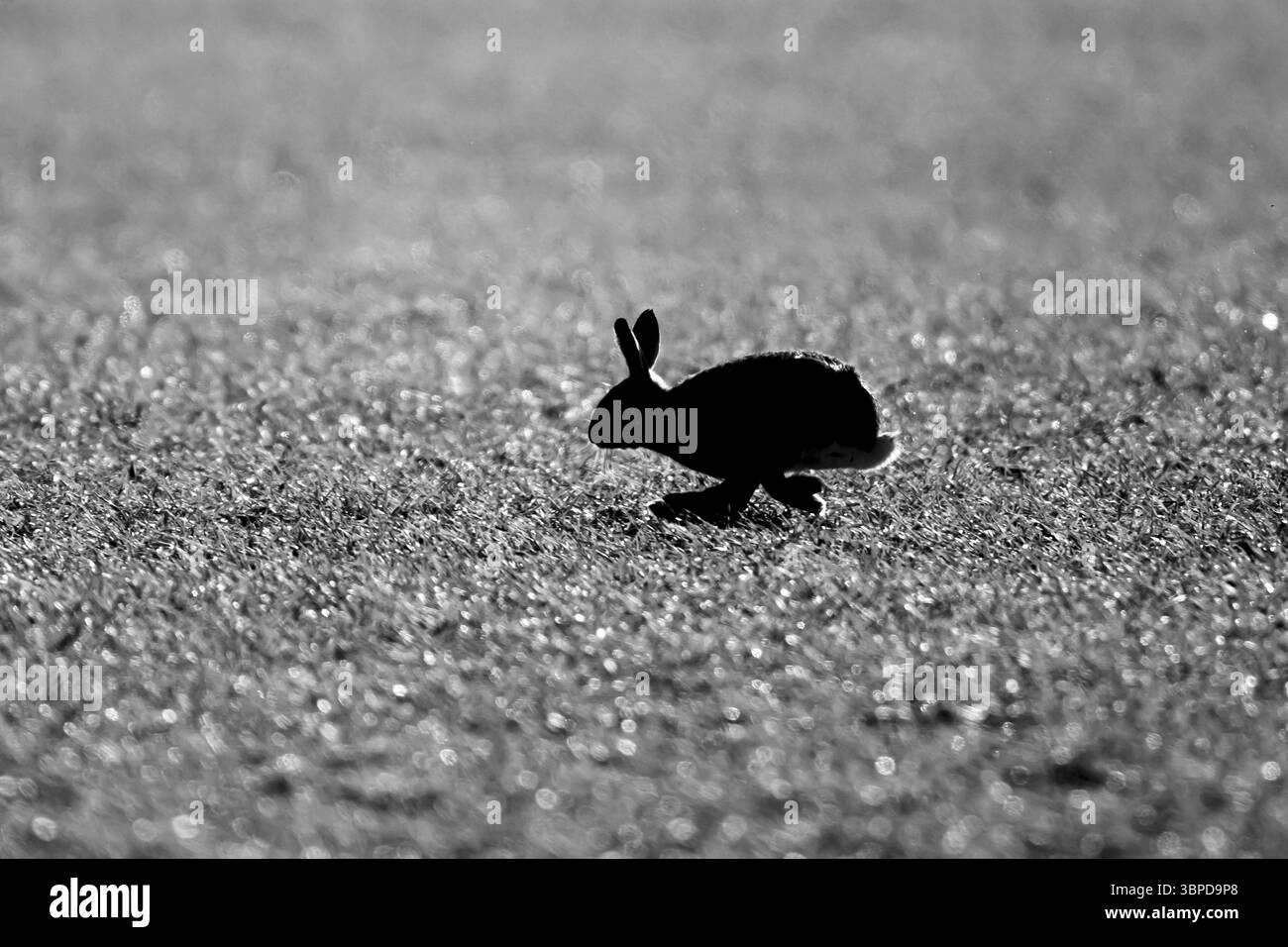 Lepre marrone europea (Lepus europaeus) silhouette di un animale adulto che corre in un campo agricolo, Inghilterra, Regno Unito, Europa Foto Stock