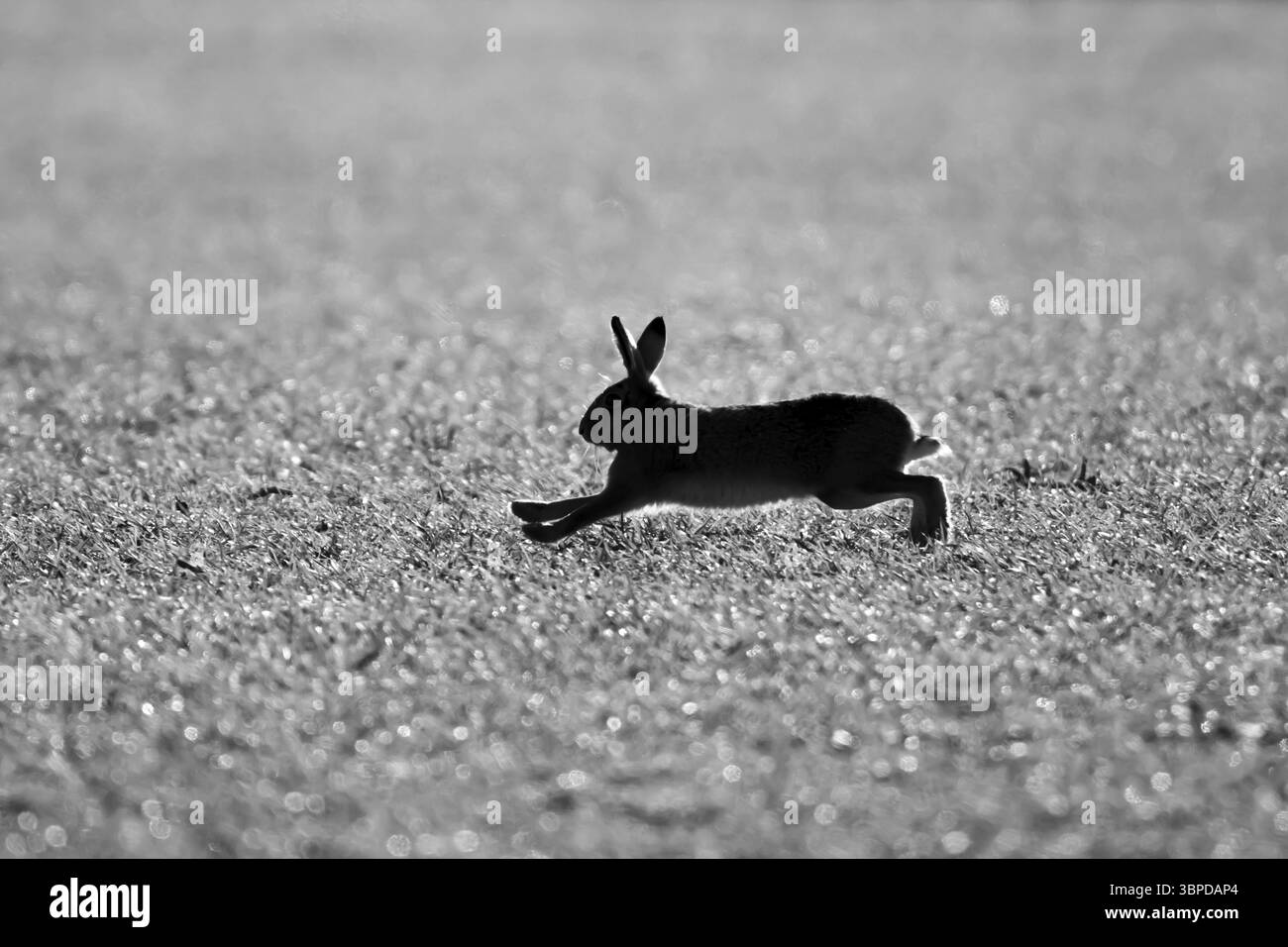 Lepre bruna europea (Lepus europaeus) animale adulto che corre in un campo agricolo, Inghilterra, Regno Unito, Europa Foto Stock