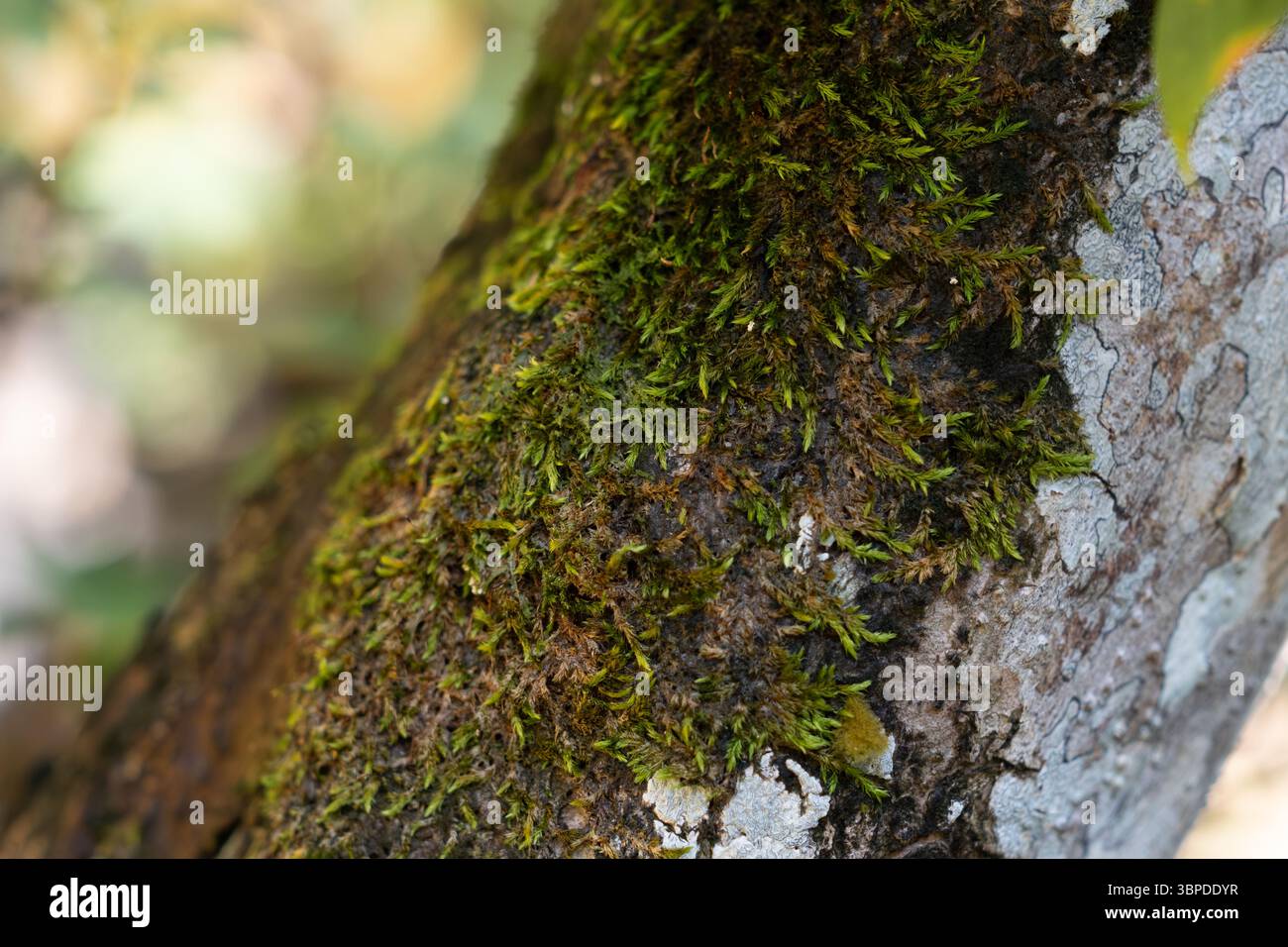 Un lussureggiante arazzo di muschio e licheni adorna la corteccia degli alberi, creando motivi organici e ricchi toni della terra che evocano la resilienza della foresta. Foto Stock