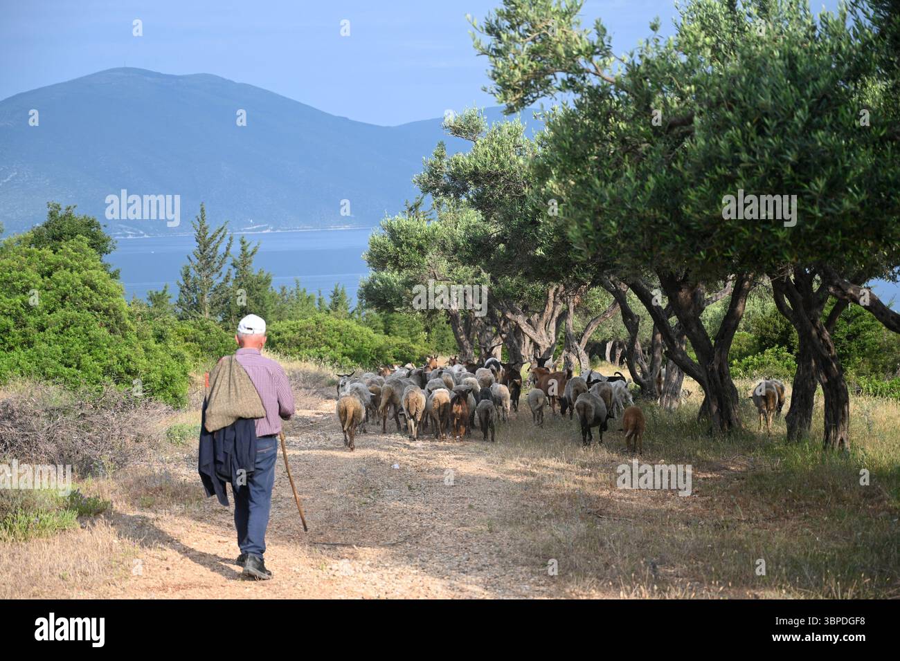 Pastori che allevano pecore con vista sulle montagne e sul mare in Albania Foto Stock