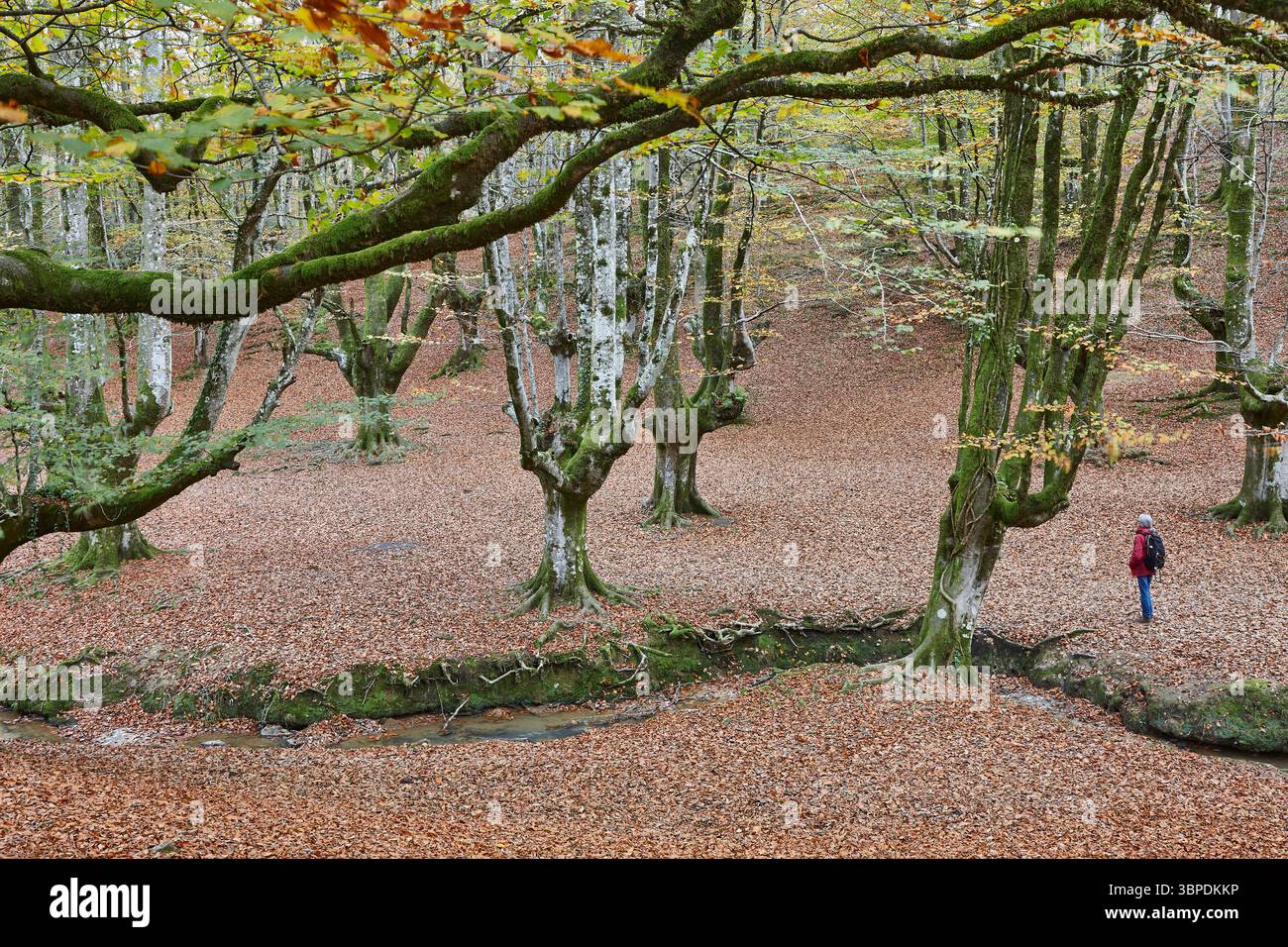 Foresta di faggi a Vizcaya. Hayedo Otzarreta, Gorbeia. Paesaggio autunnale. Spagna Foto Stock