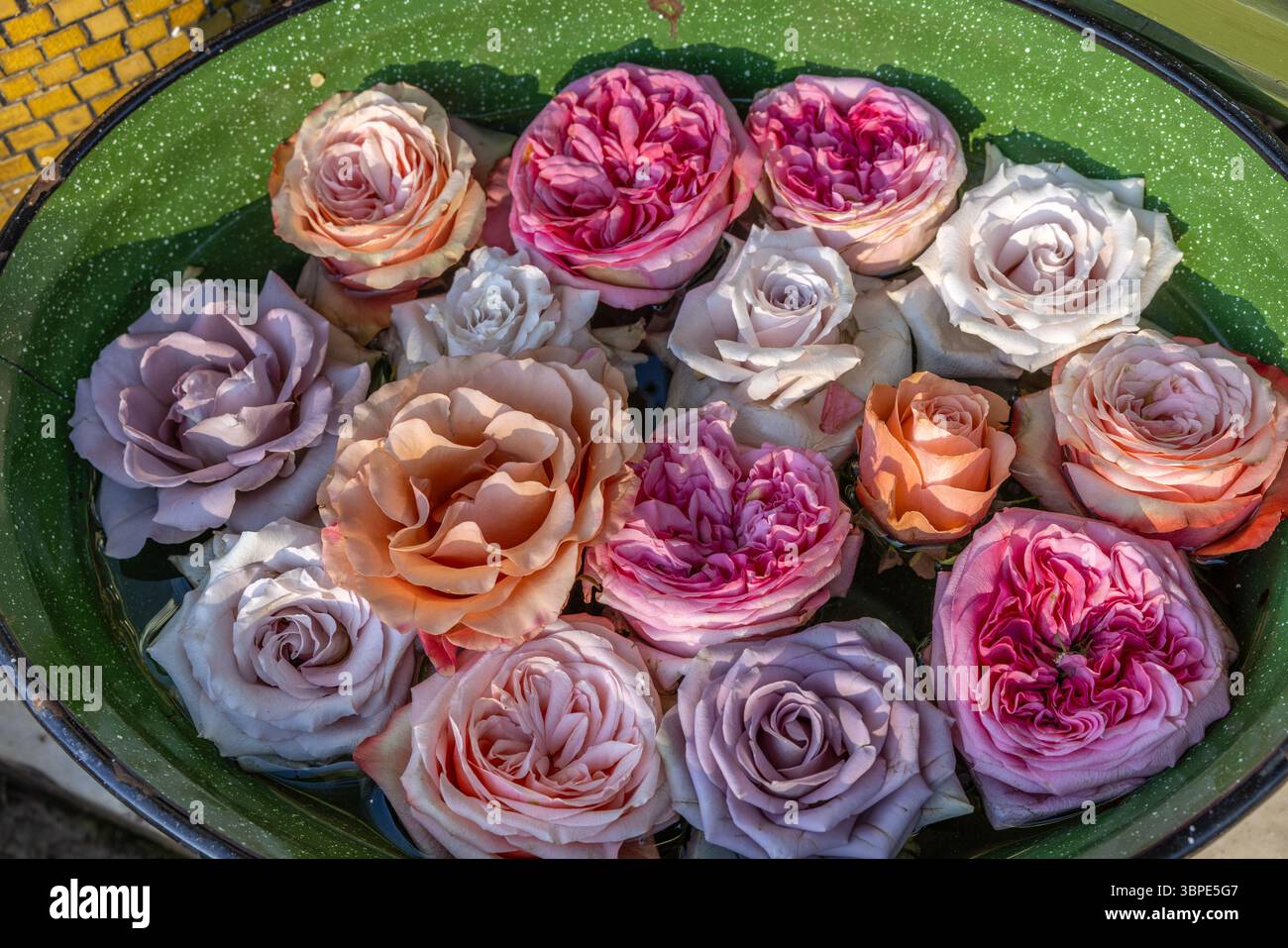 fiori galleggianti in una vasca d'acqua Foto Stock
