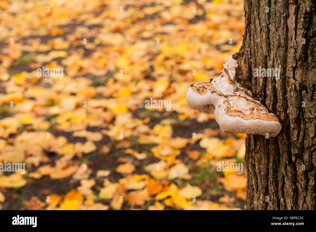il fungo tinder cresce su un albero Foto Stock