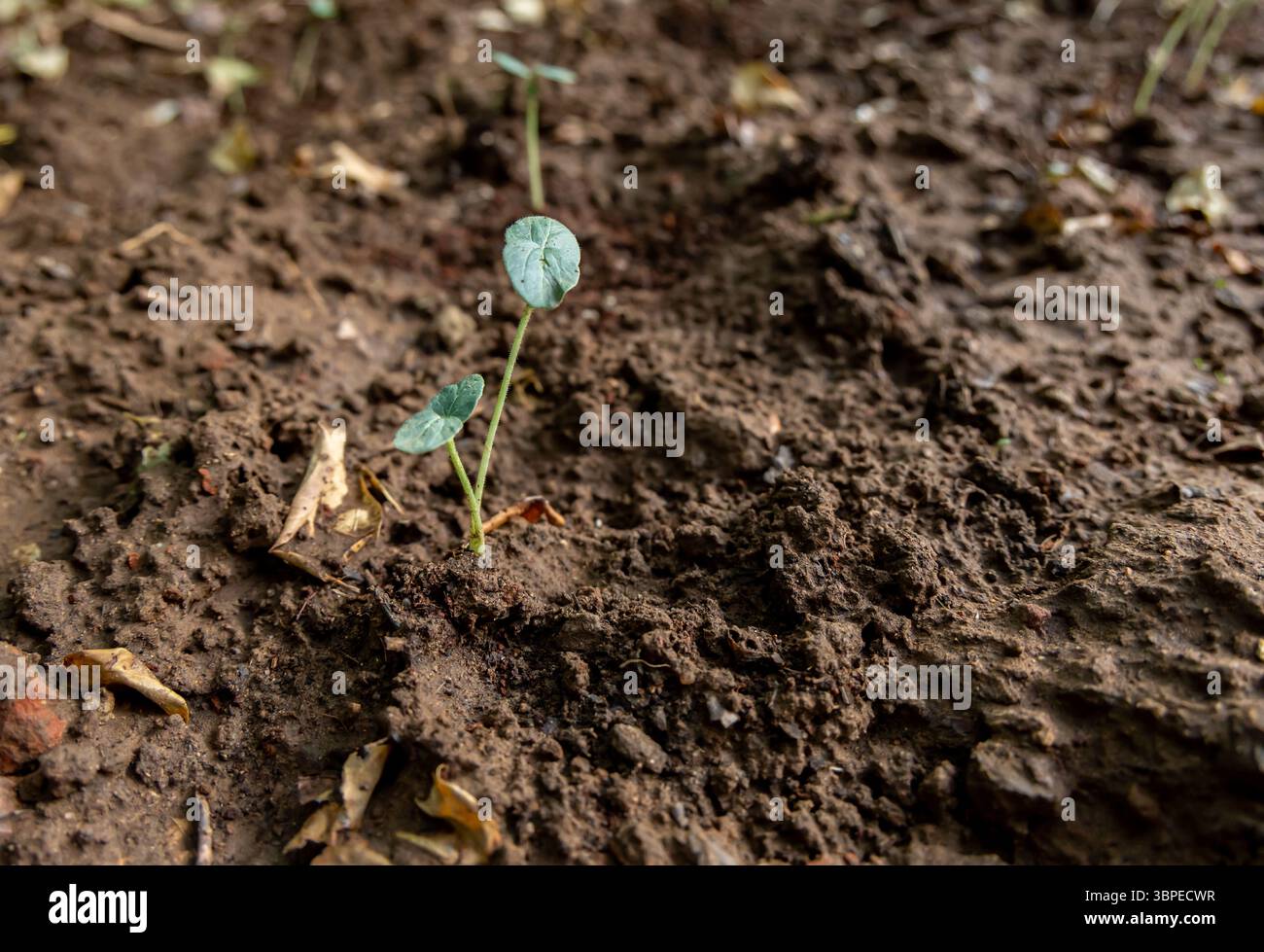 piccolo germoglio che emerge nel campo agricolo all'aperto Foto Stock