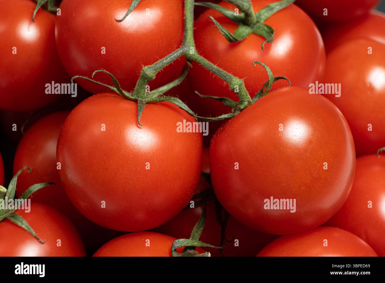 Cocktail di pomodori freschi su gambo verde. Foto Stock