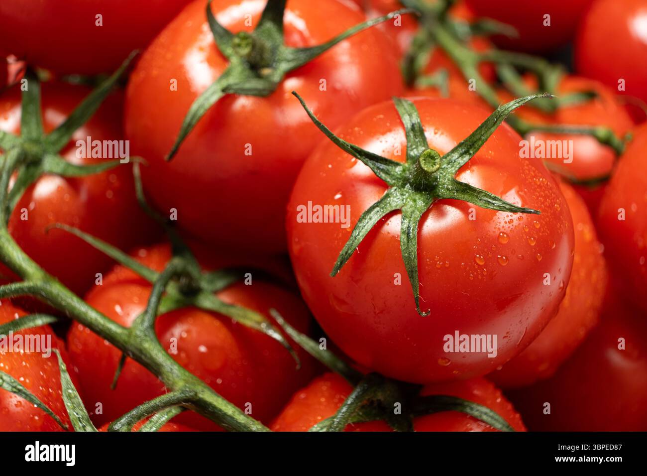 Cocktail i pomodori sulla vite dopo il risciacquo. Foto Stock