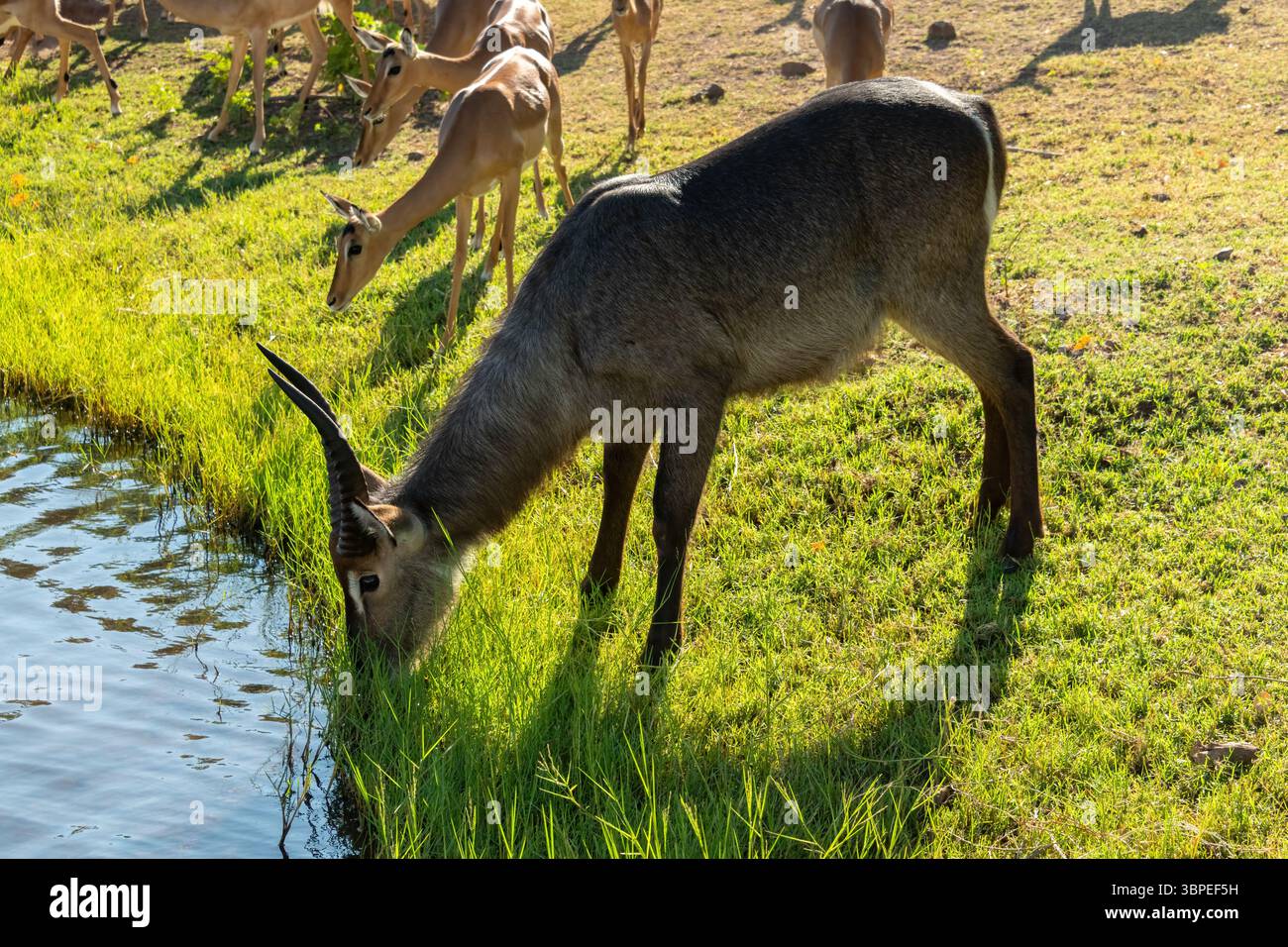 Un bellissimo Waterbuck maschio (Kobus ellipsiprymnus), che beve cautamente acqua sulla riva del fiume Chobe, in Botswana Foto Stock