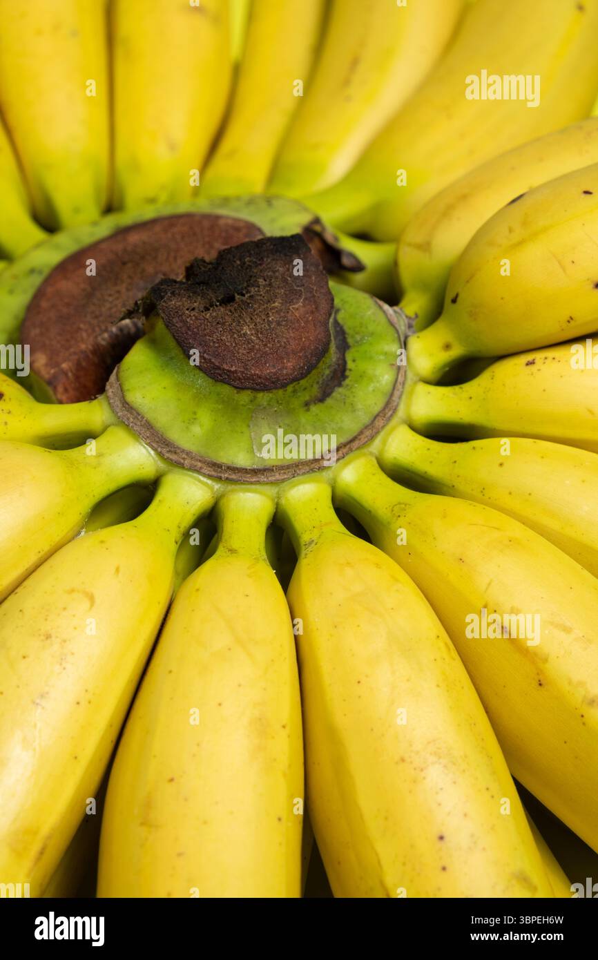 Un mucchio di mini banane per bambini da vicino. Foto Stock