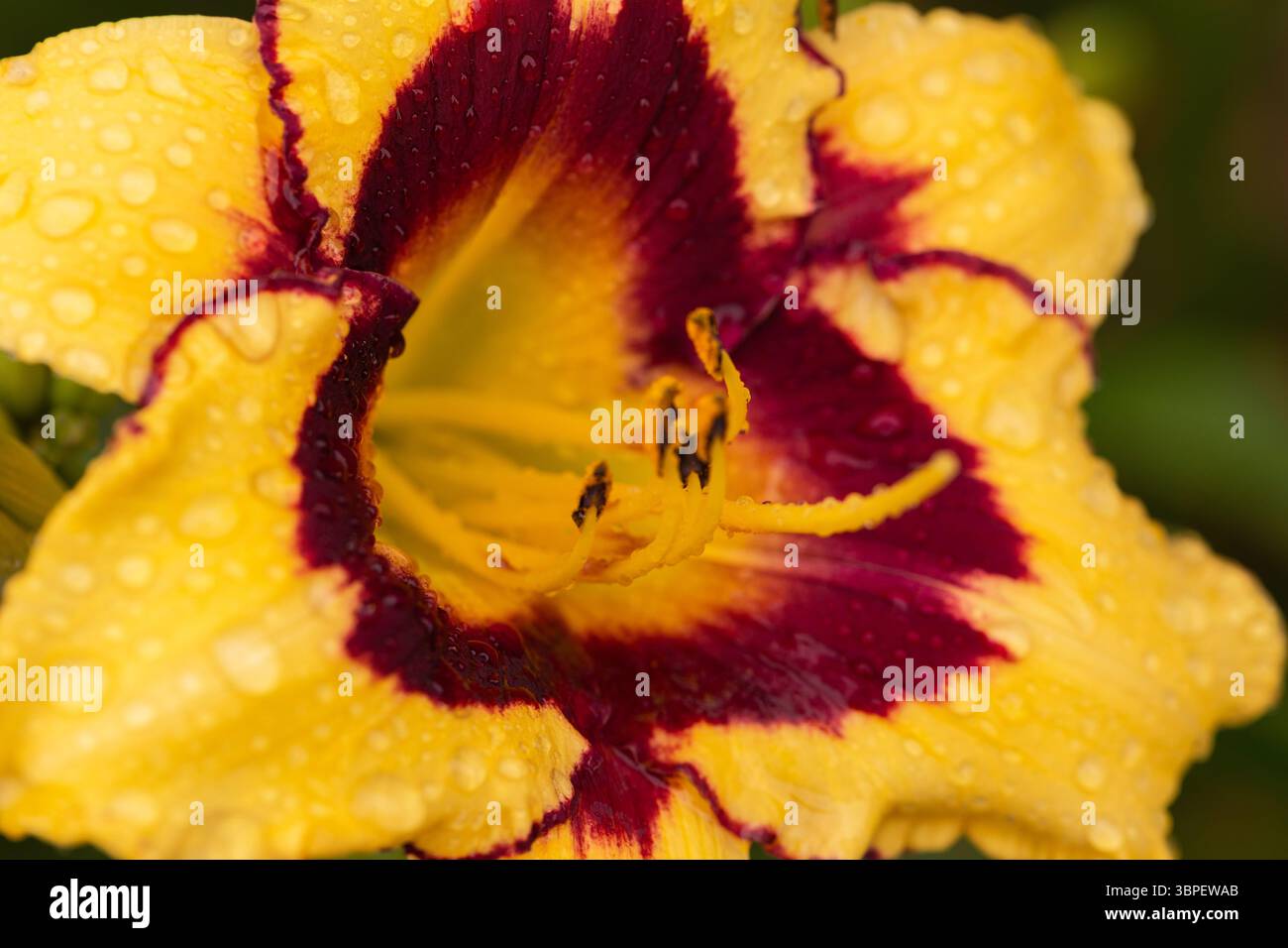 Fiori gialli vibranti con gocce d'pioggia e sfondo verde, fiore estivo da vicino in giardino Foto Stock