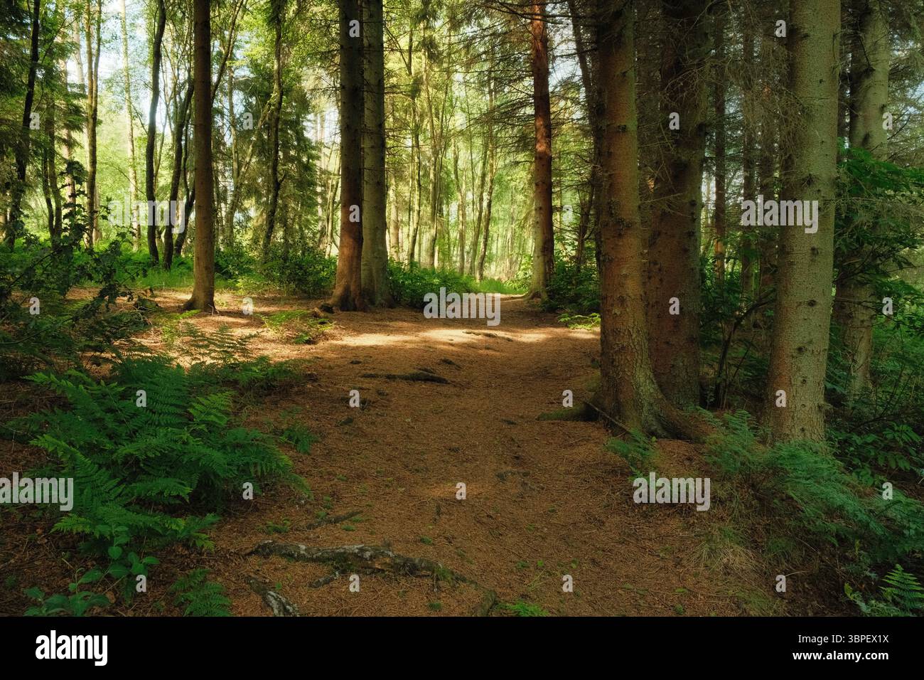 Sentiero nel bosco, Dean Plantation, Fife, Scozia Foto Stock