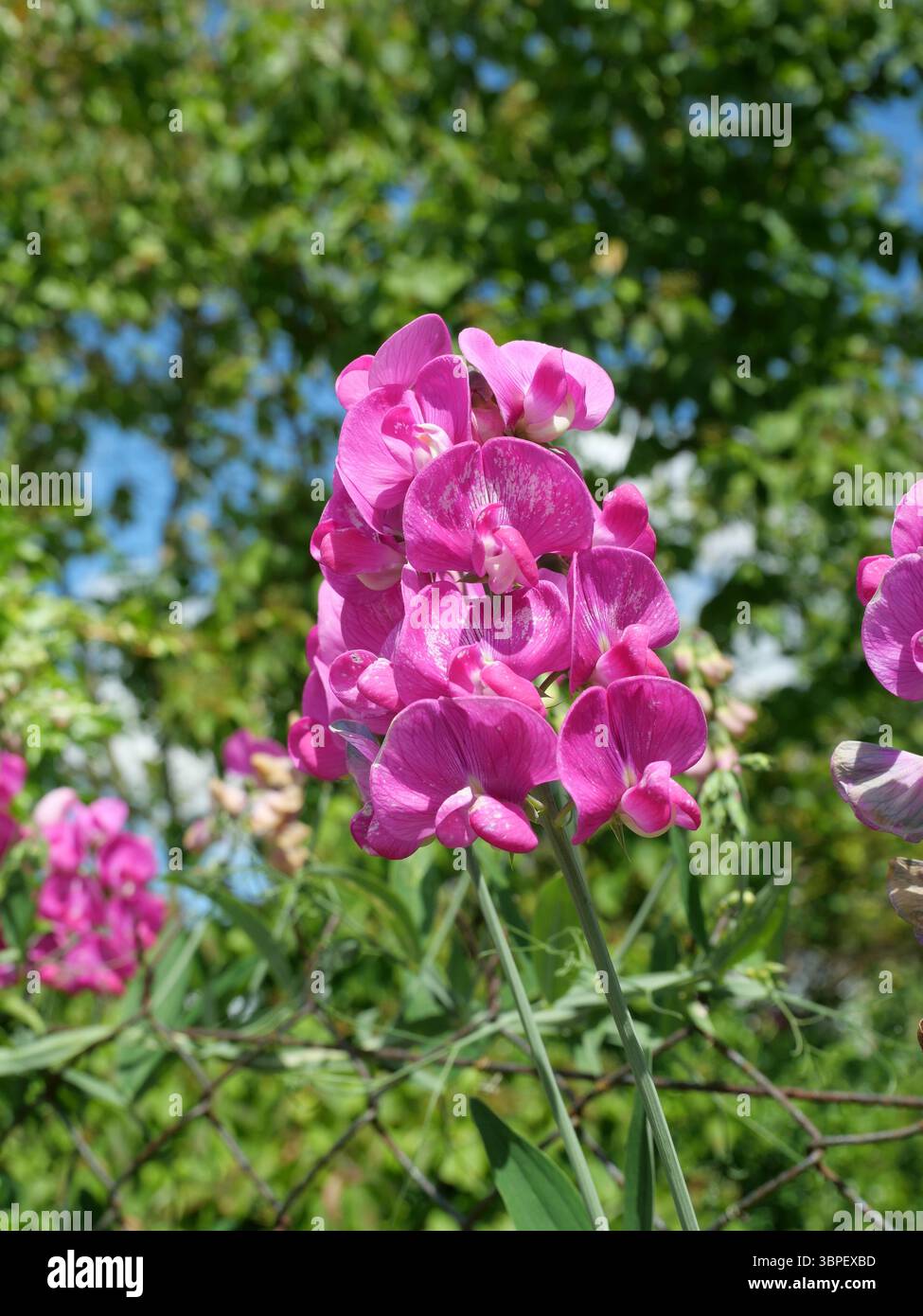 Pisello rosa dolce che fiorisce sulla recinzione alla luce del sole. Primo piano con una texture naturale. Copyspace - adatto per testo o design. Foto Stock