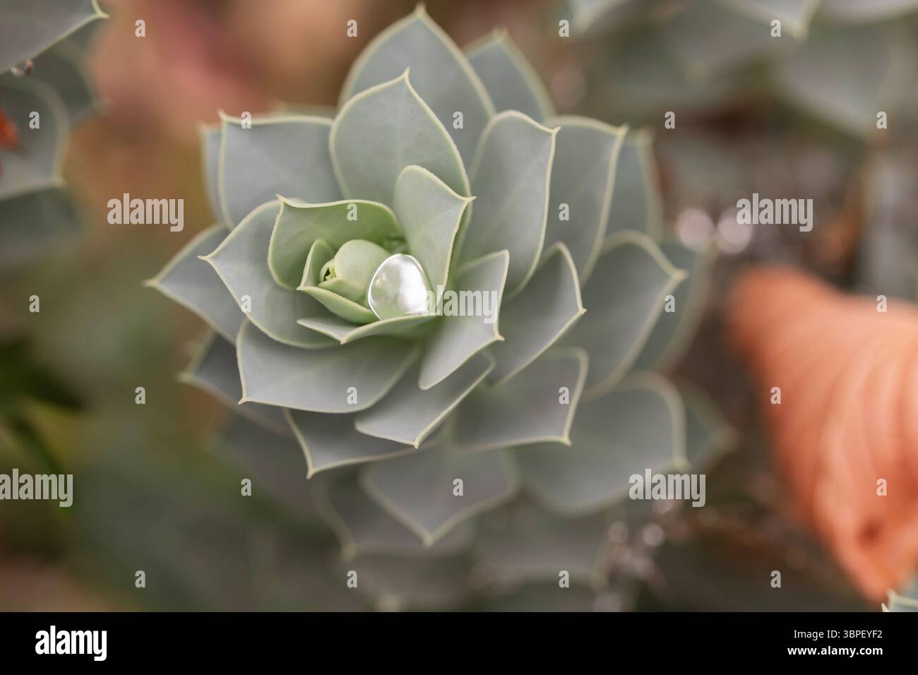 Modello naturale a spirale di piante succulente con goccia di rugiada - Macro Fotografia della calma botanica Foto Stock