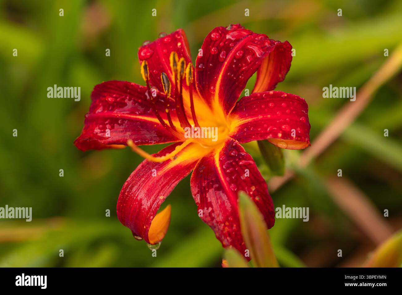 Audace fioritura diurna rosso-arancione con petali arricciati - Macro immagine naturale di Fiore con rugiada Foto Stock