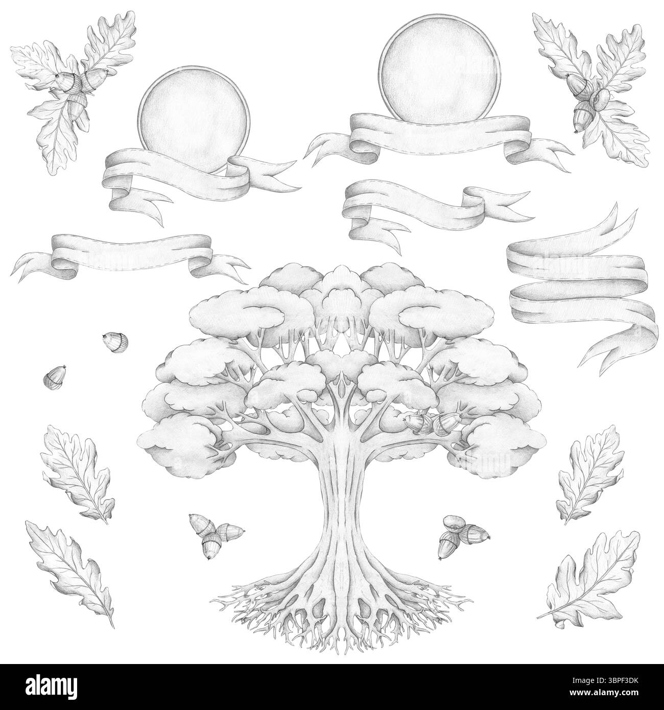 Un insieme botanico per un albero genealogico, isolato su sfondo bianco. Legno, quercia, fogliame, vignetta, telaio, nastro. Schizzo, illustrazione, disegno a matita. Foto Stock