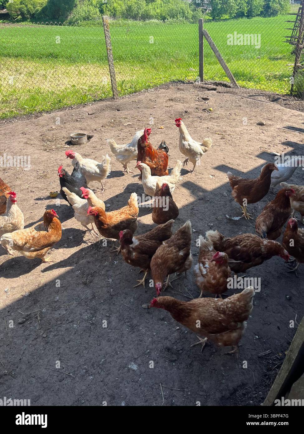 Vita in campagna: Polli felici che godono della semplice libertà della vita agricola. Foto Stock