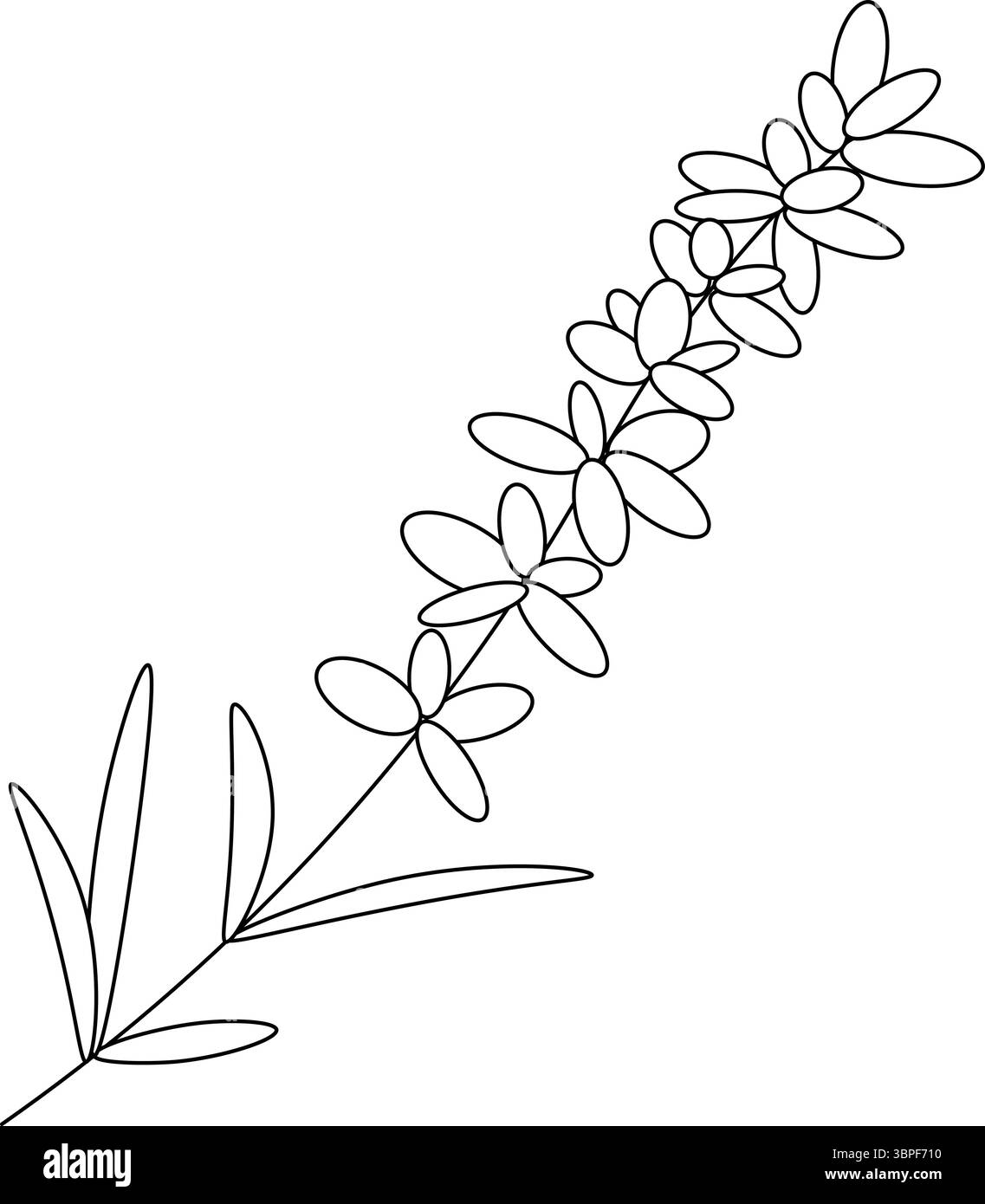 Lavanda isolata. Illustrazione della linea grafica vettoriale. Firma silhouette per logo, stampa, fumetti, moda, pop art, tavole, design, adesivi, decorazione, Illustrazione Vettoriale