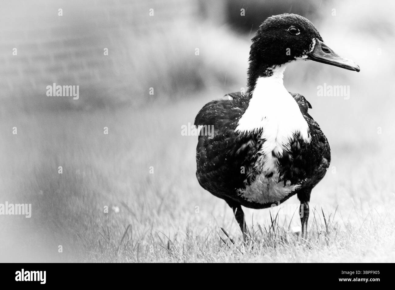 Fotografia in bianco e nero di un'anatra domestica con distintivo piumaggio bianco e nero, in piedi in erba corta con sfondo sfocato. Foto Stock