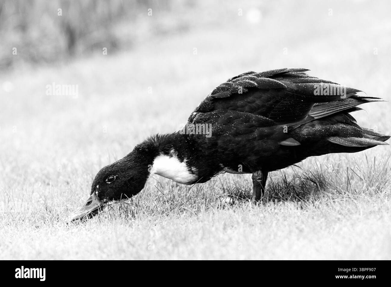 mancanza e immagine bianca di un'anatra domestica con piumaggio bianco e nero, che si piega verso il foraggio per il cibo in un breve campo erboso. Foto Stock