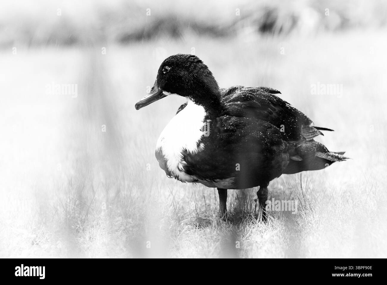 Una rappresentazione monocromatica di un'anatra domestica con un sorprendente piumaggio bianco e nero, in piedi in mezzo a erba alta e morbida con uno sfondo delicatamente sfocato. Foto Stock