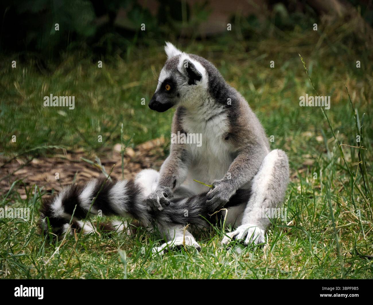 Un ritratto da vicino di una scimmia lemure Foto Stock