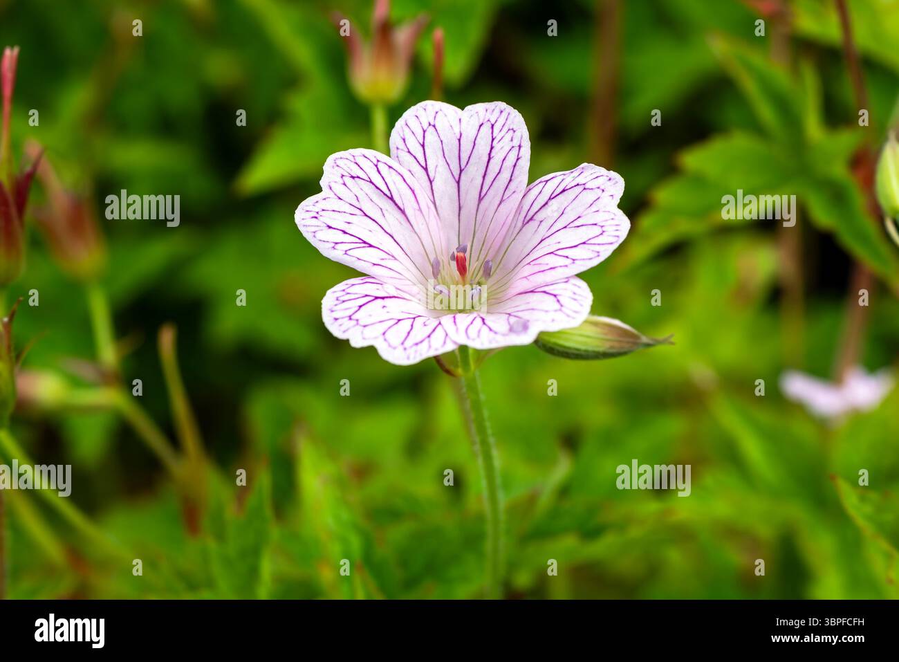 Geranium x oxonianum "A T Johnson" una pianta estiva in fiore con un fiore rosa estivo comunemente noto come gru, immagine fotografica di stock di giardinaggio Foto Stock