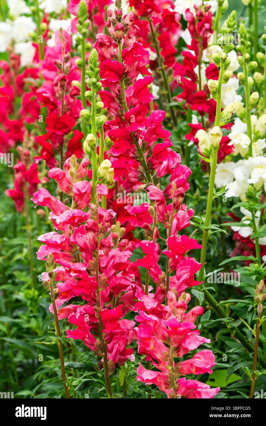 Erysimum cheiri una pianta in fiore primaverile con un fiore primaverile rosso comunemente noto come floreale comune, immagine fotografica di stock di giardinaggio Foto Stock