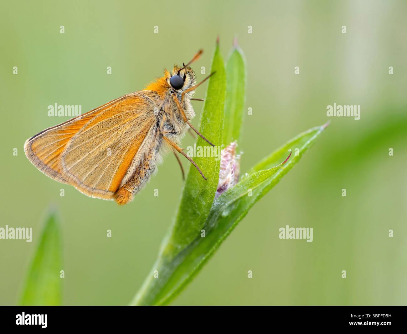 Brown Skipper, Ochre Skipper, Thymelicus sylvestris, farfalla, insetto, macro, Foto Stock