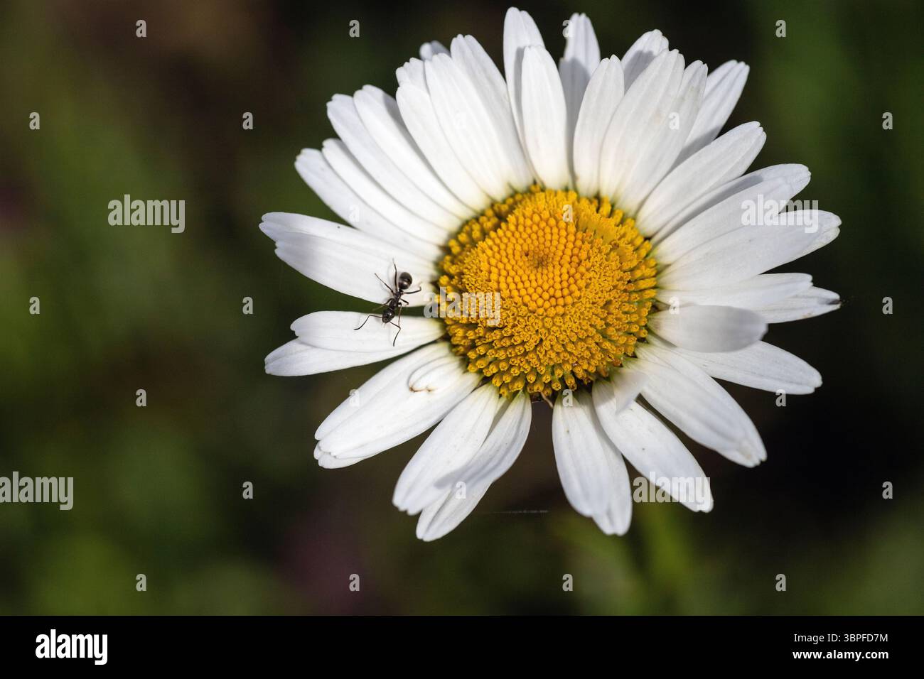 margherite fiorite con formiche Foto Stock